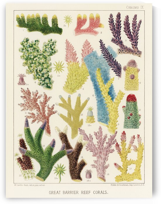 Great Barrier Reef Corals from The Great Barrier Reef of Australia 1893 by William Saville-Kent 1845-1908. Fig 1-2: Madrepora ProstrataFig 3: Madrepora KentiFig 4: Madrepora OrnataFig 5: Madrepora DecipiensFig 6: Mdrepora LaxaFig 7: Madrepora secund by IStockHistory com