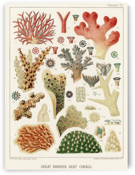 Great Barrier Reef Corals from The Great Barrier Reef of Australia 1893 by William Saville-Kent 1845-1908. Fig 1 : Seriatopora HystrixFig 2 : Stylopora PalmataFig 3 : Pcillpoora DamicornisFig 4 : Oculina FasciculataFig 5 : Echinopora horridaFig 6 :  by IStockHistory com