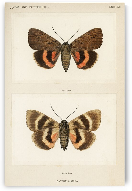 Darling Underwing Catocala Cara and under side from Moths and Butterflies of the United States 1900 by Sherman F. Denton 1856-1937.  by IStockHistory com