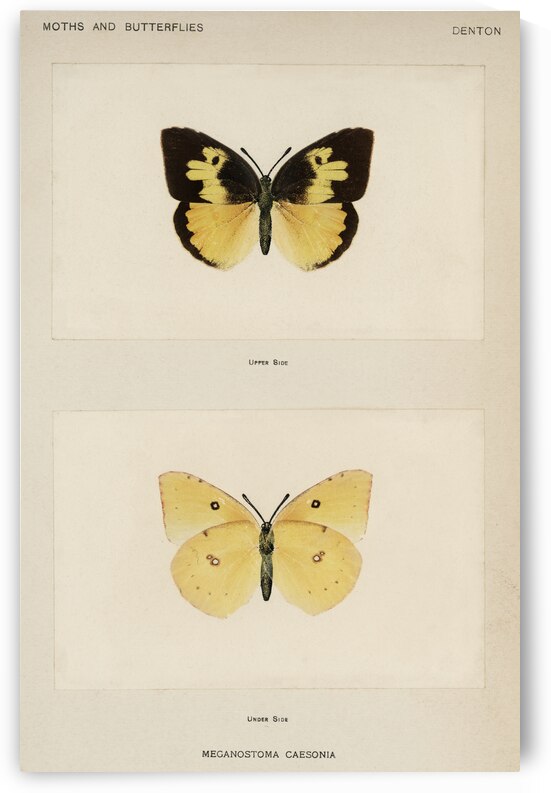 Southern Dogface Meganostoma Caesonia from Moths and butterflies of the United States 1900 by Sherman F. Denton 1856-1937.  by IStockHistory com