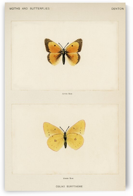 Orange Sulphur Colias Eurytheme from Moths and butterflies of the United States 1900 by Sherman F. Denton 1856-1937.  by IStockHistory com