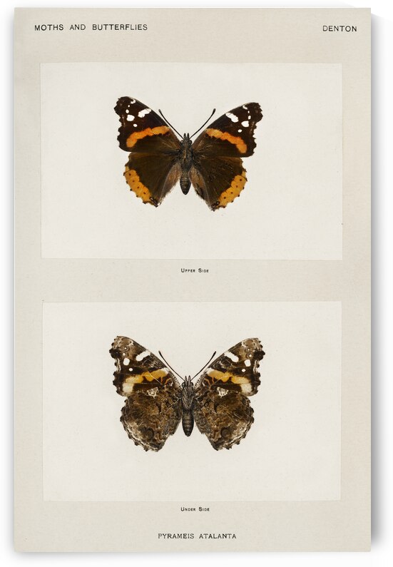 Red Admiral Pyrameis Atalanta from Moths and butterflies of the United States 1900 by Sherman F. Denton 1856-1937.  by IStockHistory com