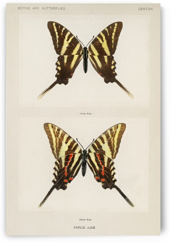 Papilio Ajax from Moths and butterflies of the United States 1900 by Sherman F. Denton 1856-1937.  by IStockHistory com