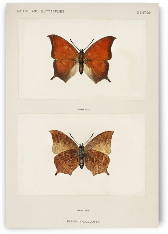 Tropical Leafwing Paphia Troglodyta from Moths and butterflies of the United States 1900 by Sherman F. Denton 1856-1937.  by IStockHistory com