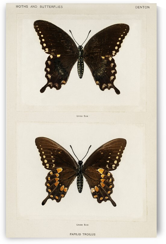 Spicebush Swallowtail Papilio Troilus from Moths and butterflies of the United States 1900 by Sherman F. Denton 1856-1937.  by IStockHistory com