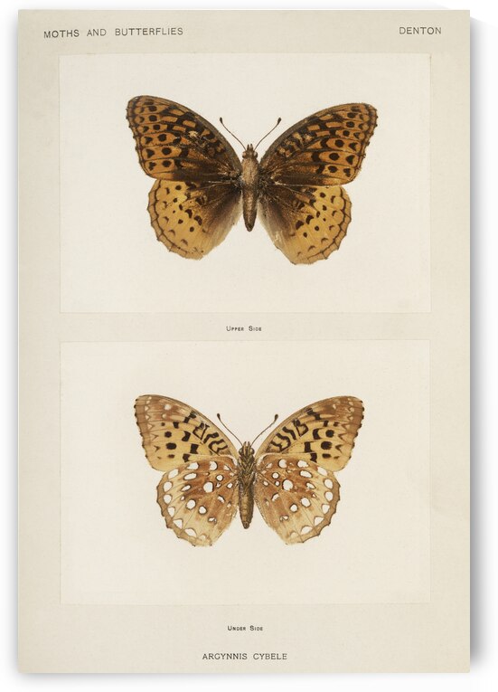 Great Spangled Fritillary Argynnis Cybele from Moths and butterflies of the United States 1900 by Sherman F. Denton 1856-1937.  by IStockHistory com