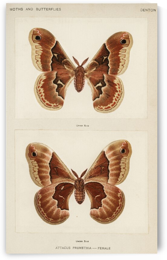 Promethea Silkmoth - Female Attacus Promethia from Moths and Butterflies of the United States 1900 by Sherman F. Denton 1856-1937.  by IStockHistory com