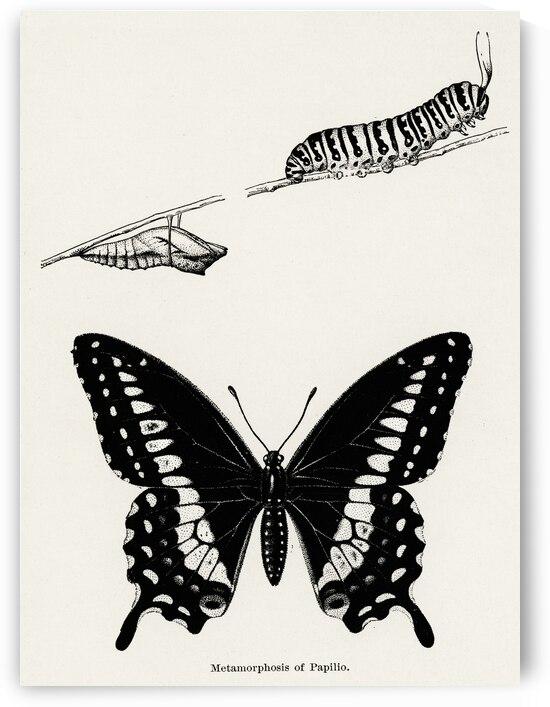 Metamorphosis of Papilio Butterfly from Moths and butterflies of the United States 1900 by Sherman F. Denton 1856-1937.  by IStockHistory com