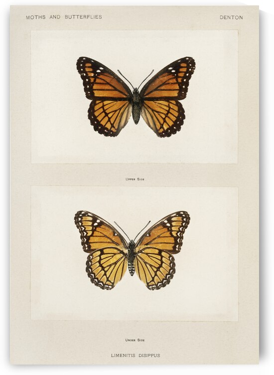 Viceroy Limenitis Disippus from Moths and butterflies of the United States 1900 by Sherman F. Denton 1856-1937.  by IStockHistory com