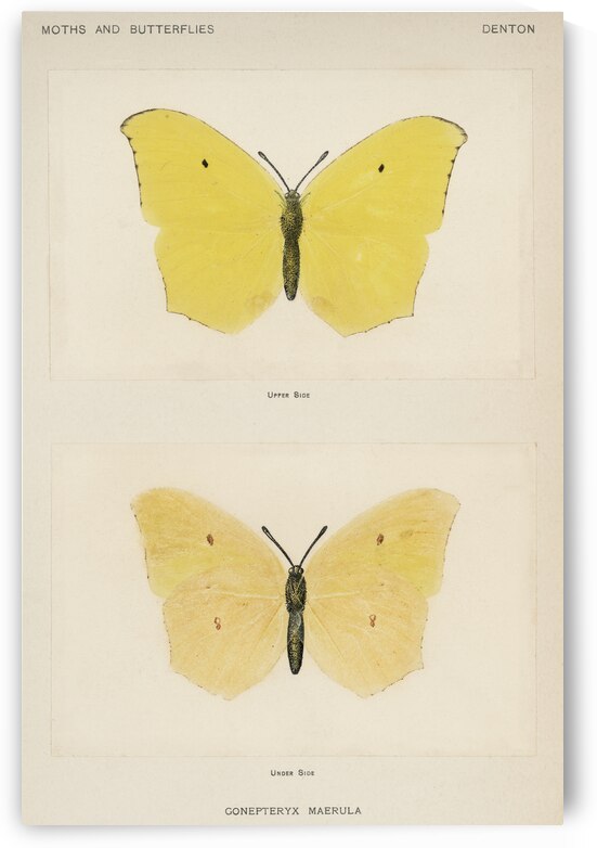 Angled Sulphur Gonepteryx Maerula from Moths and butterflies of the United States 1900 by Sherman F. Denton 1856-1937.  by IStockHistory com