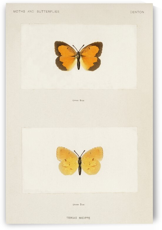 Sleepy Orange Terias Nicippe from Moths and butterflies of the United States 1900 by Sherman F. Denton 1856-1937.  by IStockHistory com