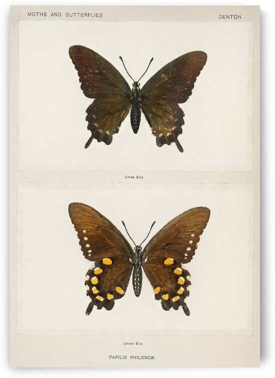 Blue Swallowtail Papilio Philenor from Moths and butterflies of the United States 1900 by Sherman F. Denton 1856-1937.  by IStockHistory com