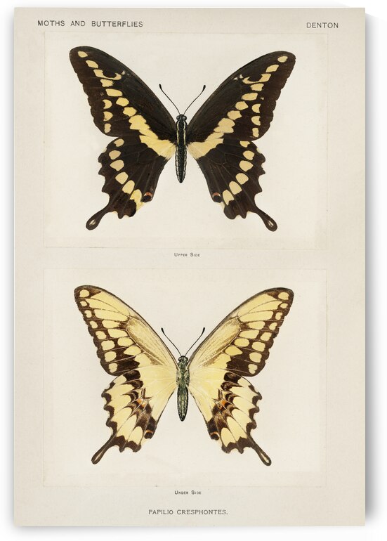 Giant Swallowtail Papilio Cresphontes from Moths and butterflies of the United States 1900 by Sherman F. Denton 1856-1937.  by IStockHistory com