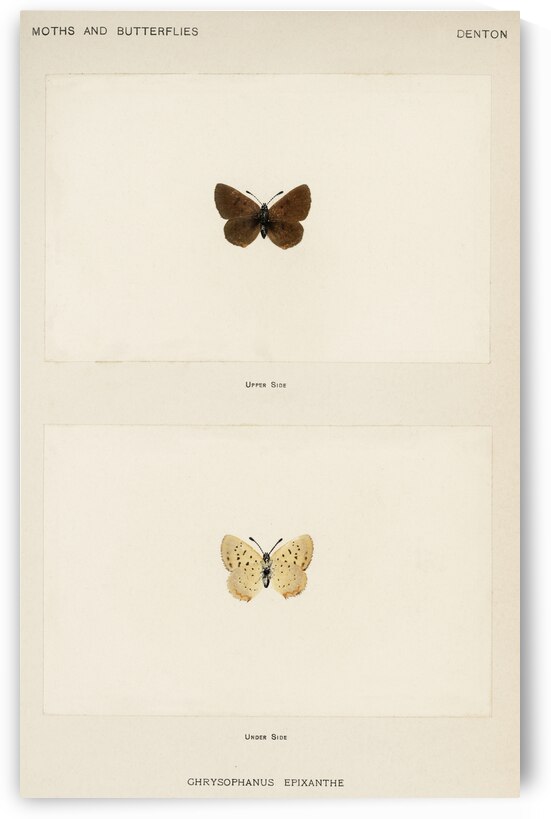 Giant Swallowtail Papilio Cresphontes from Moths and butterflies of the United States 1900 by Sherman F. Denton 1856-1937.  by IStockHistory com