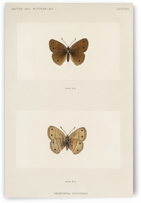 Wood Satyrus Neonympha Eurythris from Moths and butterflies of the United States 1900 by Sherman F. Denton 1856-1937.  by IStockHistory com