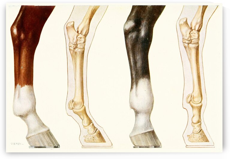 The Fetlock Normal And Overshot Amedeo John Engel Terzi Italian 1872-1956 by IStockHistory com