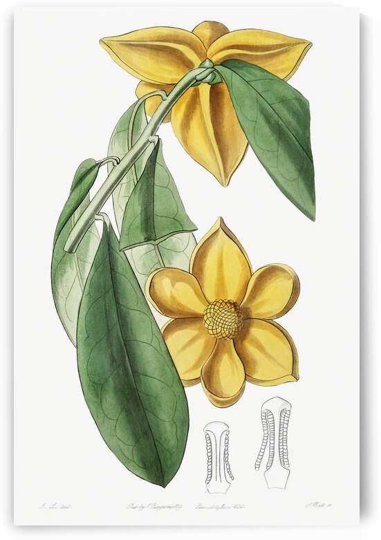 Laurel-leaved custard apple from Edwards Botanical Register 1829-1847  by Sydenham Edwards John Lindley and James Ridgway. by IStockHistory com