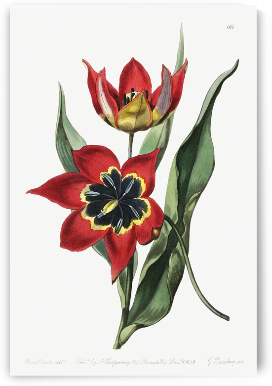 Strong smelling tulip from Edwards Botanical Register 1829-1847  by Sydenham Edwards John Lindley and James Ridgway. by IStockHistory com