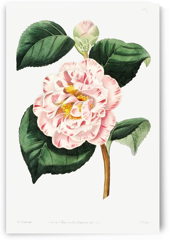 Grays invincible camellia from Edwards Botanical Register 1829-1847  by Sydenham Edwards John Lindley and James Ridgway. by IStockHistory com