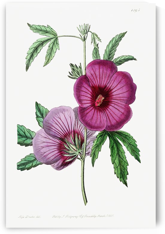 Mr.Lindleys Hibiscus from Edwards Botanical Register 1829-1847  by Sydenham Edwards John Lindley and James Ridgway. by IStockHistory com