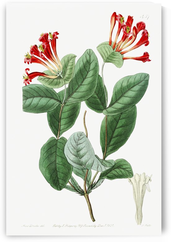 The north-west honeysuckle from Edwards Botanical Register 1829-1847  by Sydenham Edwards John Lindley and James Ridgway. by IStockHistory com