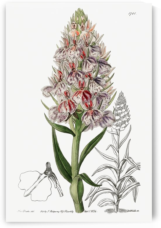 Leafy spiked orchis from Edwards Botanical Register 1829-1847  by Sydenham Edwards John Lindley and James Ridgway. by IStockHistory com