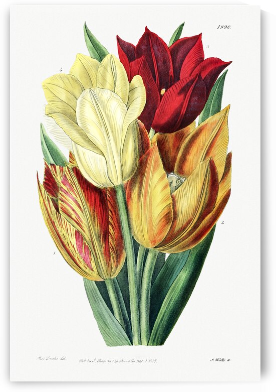 Rough stemmed tulip from Edwards Botanical Register 1829-1847  by Sydenham Edwards John Lindley and James Ridgway. by IStockHistory com