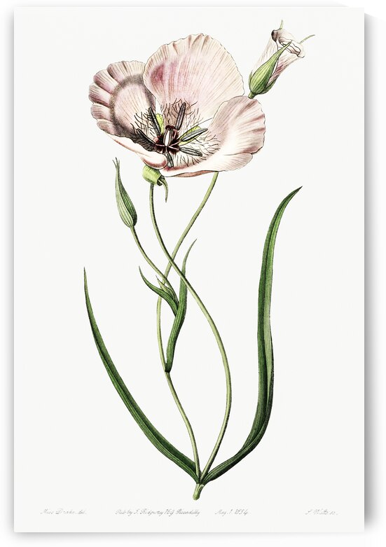 atiny calochortus from Edwards Botanical Register 1829-1847  by Sydenham Edwards John Lindley and James Ridgway. by IStockHistory com