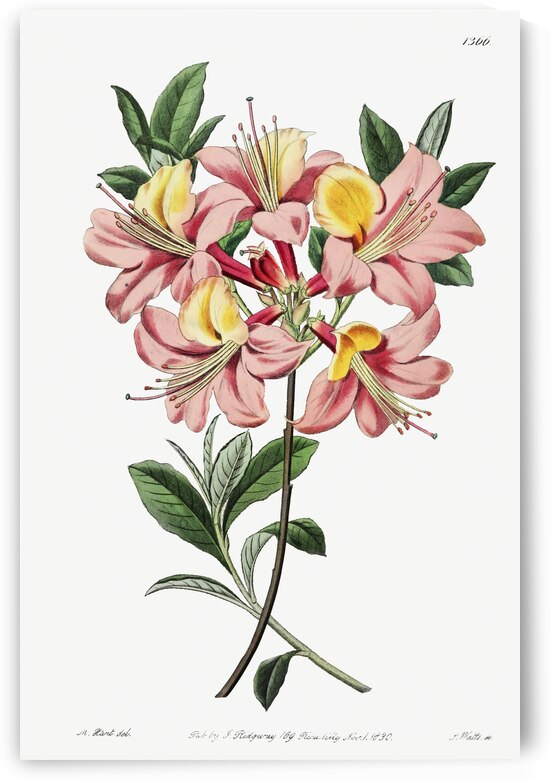 Changeable pontic azalea from Edwards Botanical Register 1829-1847  by Sydenham Edwards John Lindley and James Ridgway. by IStockHistory com