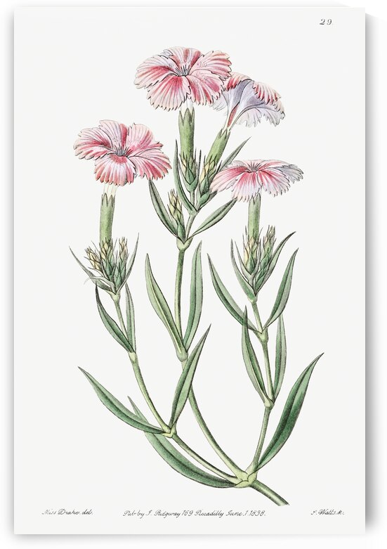 Prince Bisignanos tree pink from Edwards Botanical Register 1829-1847  by Sydenham Edwards John Lindley and James Ridgway. by IStockHistory com