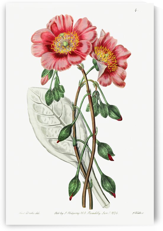 Discolored calandrinia from Edwards Botanical Register 1829-1847  by Sydenham Edwards John Lindley and James Ridgway. by IStockHistory com