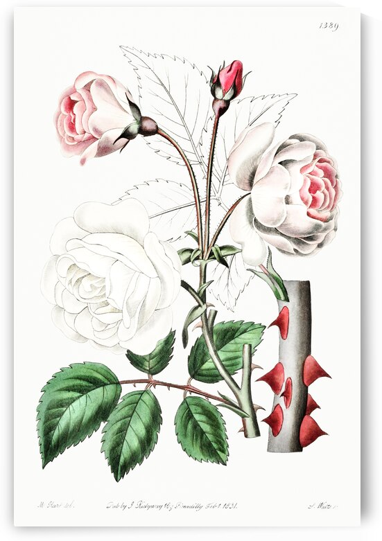 The ruga rose from Edwards Botanical Register 1829-1847  by Sydenham Edwards John Lindley and James Ridgway. by IStockHistory com