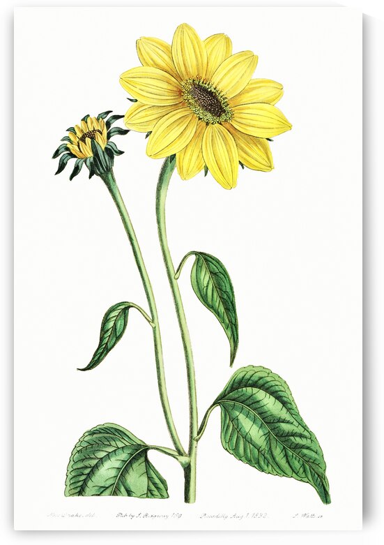 Trumpet stalked sunflower from Edwards Botanical Register 1829-1847  by Sydenham Edwards John Lindley and James Ridgway. by IStockHistory com
