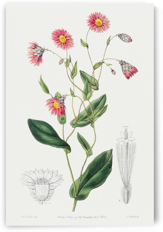 Captain Mangles rhodanthe from Edwards Botanical Register 1829-1847  by Sydenham Edwards John Lindley and James Ridgway. by IStockHistory com