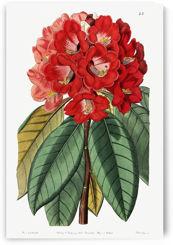 Rhododendron rollissonii from Edwards Botanical Register 1829-1847  by Sydenham Edwards John Lindley and James Ridgway. by IStockHistory com