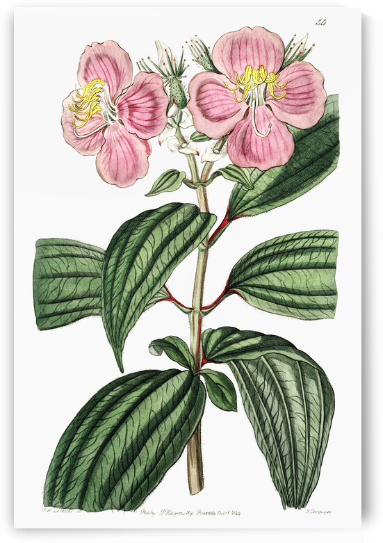 Starry osbeckia from Edwards Botanical Register 1829-1847  by Sydenham Edwards John Lindley and James Ridgway. by IStockHistory com