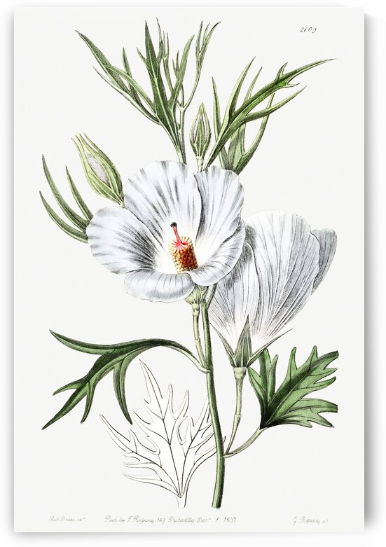 Lilac hibiscus from Edwards Botanical Register 1829-1847  by Sydenham Edwards John Lindley and James Ridgway. by IStockHistory com