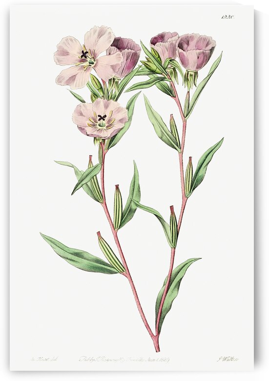 Pale Corona Amaryllis from Edwards Botanical Register 1829-1847  by Sydenham Edwards John Lindley and James Ridgway. by IStockHistory com