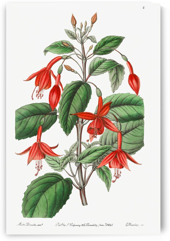Standishs fuchsia from Edwards Botanical Register 1829-1847  by Sydenham Edwards John Lindley and James Ridgway. by IStockHistory com