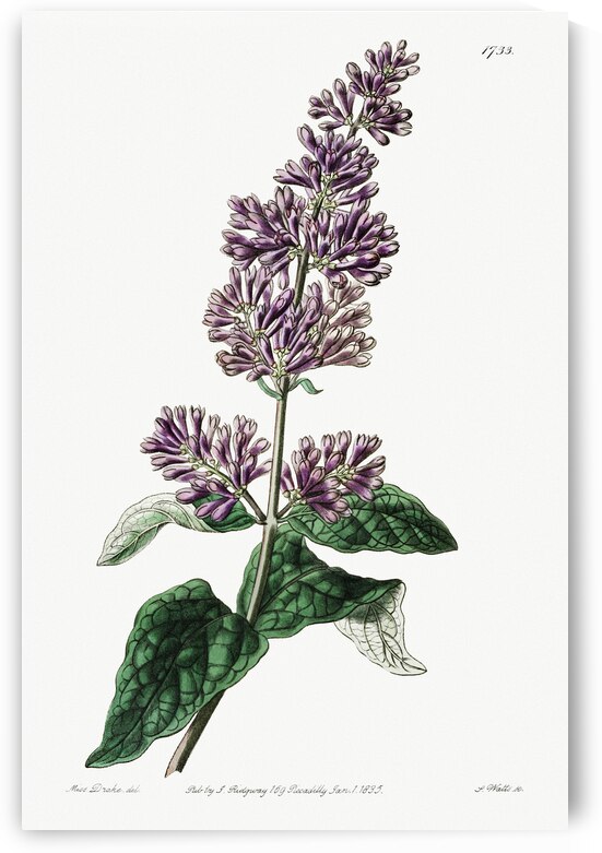 Lady Josikas lilac from Edwards Botanical Register 1829-1847  by Sydenham Edwards John Lindley and James Ridgway. by IStockHistory com