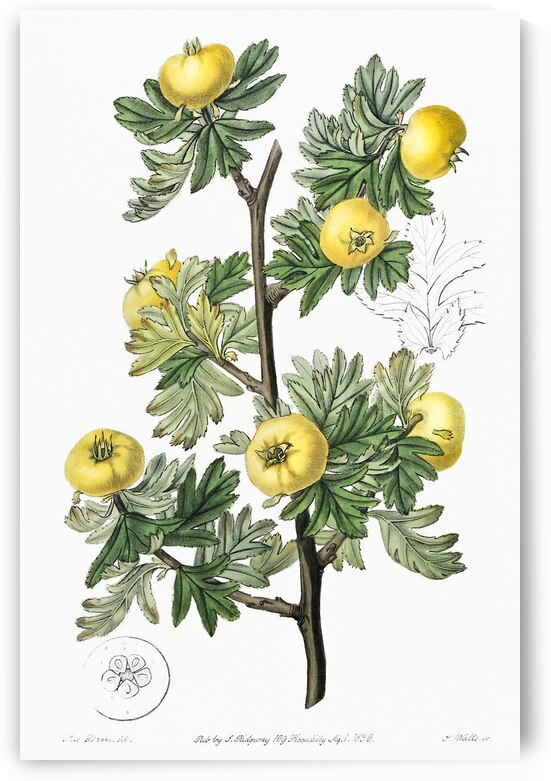 Tansy-leaved hawthorn from Edwards Botanical Register 1829-1847  by Sydenham Edwards John Lindley and James Ridgway. by IStockHistory com