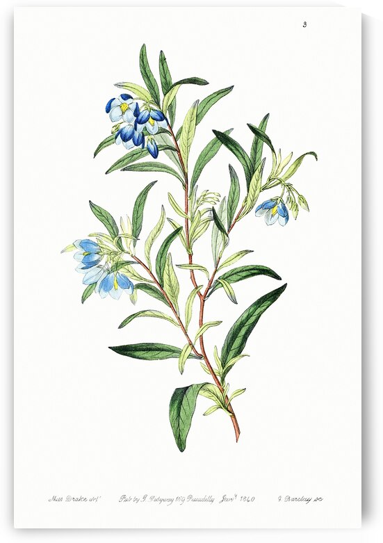 Narrow leaved sollya from Edwards Botanical Register 1829-1847  by Sydenham Edwards John Lindley and James Ridgway. by IStockHistory com