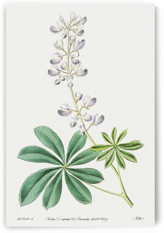 Half shrubby lupine from Edwards Botanical Register 1829-1847  by Sydenham Edwards John Lindley and James Ridgway. by IStockHistory com