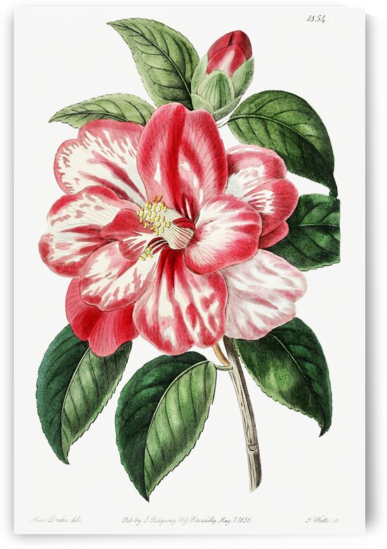Donckelaers japan camelia from Edwards Botanical Register 1829-1847  by Sydenham Edwards John Lindley and James Ridgway. by IStockHistory com