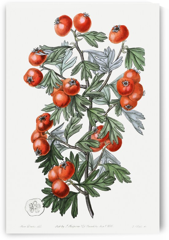 Sweetest-scented hawthorn from Edwards Botanical Register 1829-1847  by Sydenham Edwards John Lindley and James Ridgway. by IStockHistory com