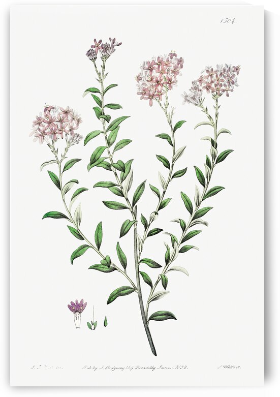 Dr. Gills selago from Edwards Botanical Register 1829-1847  by Sydenham Edwards John Lindley and James Ridgway. by IStockHistory com