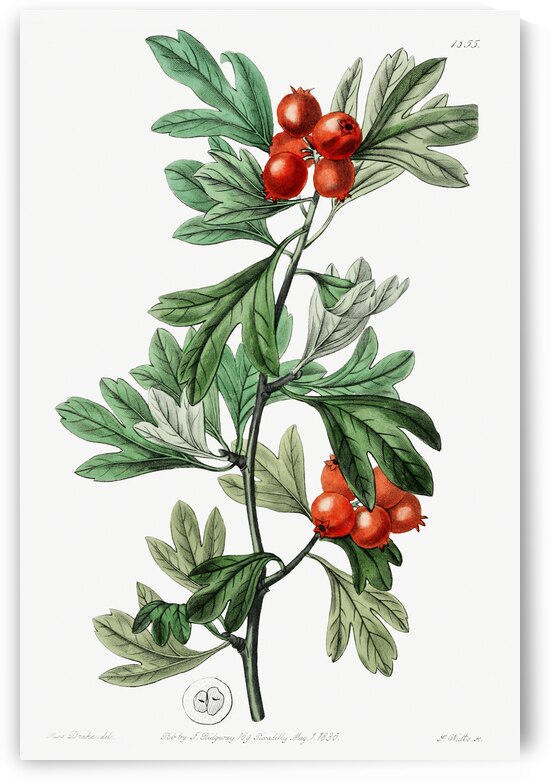 orocco hawthorn from Edwards Botanical Register 1829-1847  by Sydenham Edwards John Lindley and James Ridgway. by IStockHistory com