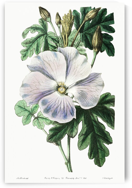 Mrs. Wrays hibiscus from Edwards Botanical Register 1829-1847  by Sydenham Edwards John Lindley and James Ridgway. by IStockHistory com