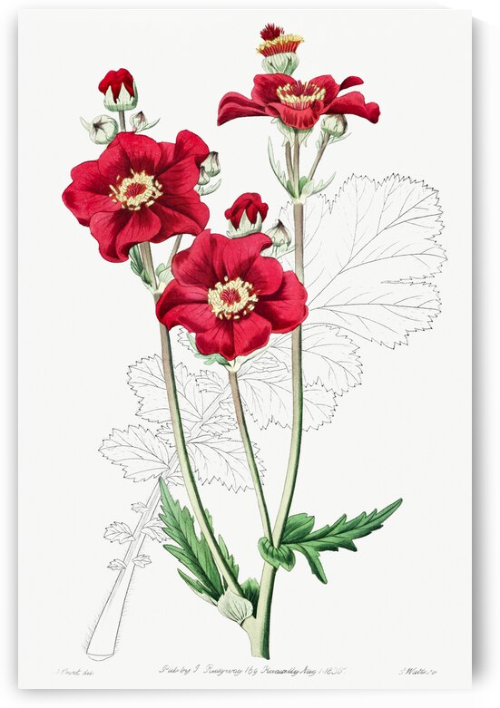 Chilian Guem from Edwards Botanical Register 1829-1847  by Sydenham Edwards John Lindley and James Ridgway. by IStockHistory com