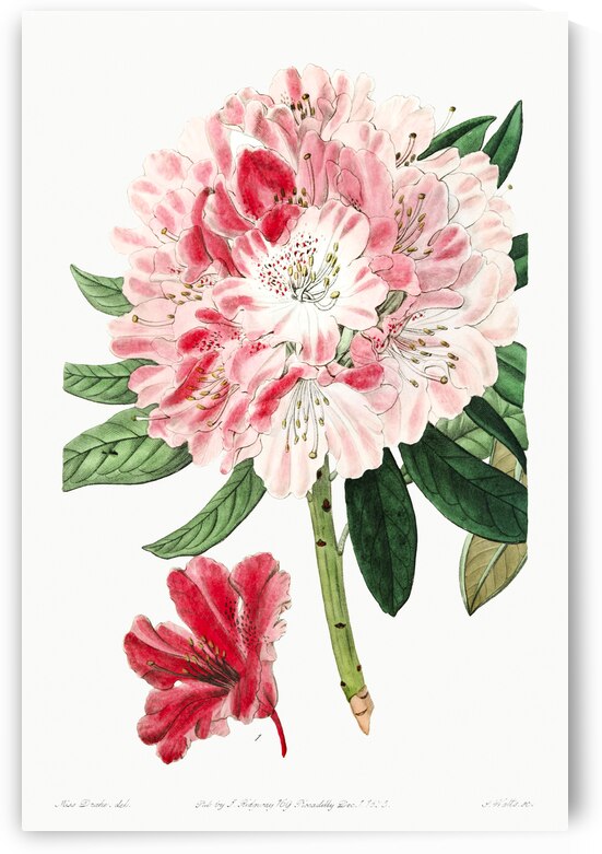 The lovely rhododendron from Edwards Botanical Register 1829-1847  by Sydenham Edwards John Lindley and James Ridgway. by IStockHistory com